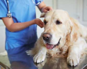 Vétérinaire Tierklinik Rossweid 