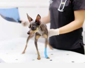 Prise de rendez-vous vétérinaire TIERKLINIK SONNENHOF AG