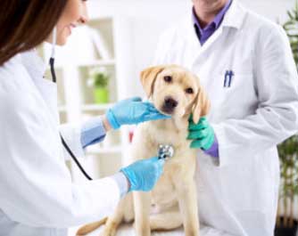 Prise de rendez-vous vétérinaire Equimed Tierarztpraxis
