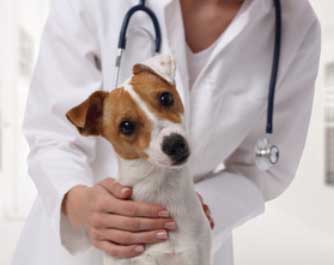 rendez-vous avec le docteur Cabinet Vétérinaire de la Roche Dr Pascal Chaubert